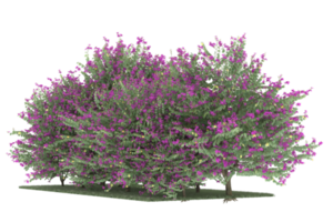 forêt réaliste isolée sur fond transparent. rendu 3d - illustration png