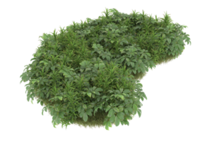 Realistic foliage isolated on transparent background. 3d rendering - illustration png