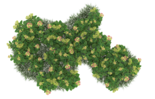 Realistic foliage isolated on transparent background. 3d rendering - illustration png