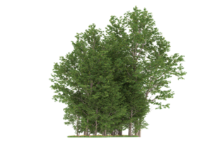 Realistic forest isolated on transparent background. 3d rendering - illustration png