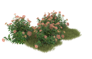 Realistic foliage isolated on transparent background. 3d rendering - illustration png