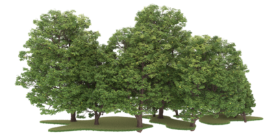 Realistic forest isolated on transparent background. 3d rendering - illustration png