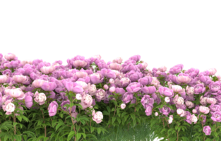 Realistic foliage isolated on transparent background. 3d rendering - illustration png
