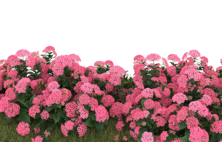 Realistic foliage isolated on transparent background. 3d rendering - illustration png