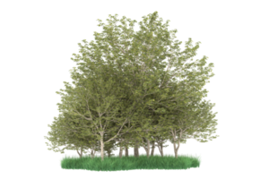 forêt réaliste isolée sur fond transparent. rendu 3d - illustration png