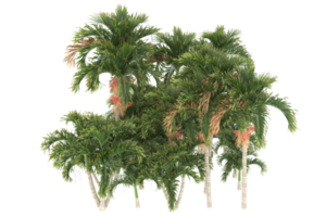 palm bomen geïsoleerd Aan transparant achtergrond. 3d renderen - illustratie png