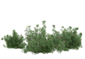 Realistic foliage isolated on transparent background. 3d rendering - illustration png