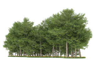 Realistic forest isolated on transparent background. 3d rendering - illustration png