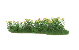 Realistic foliage isolated on transparent background. 3d rendering - illustration png