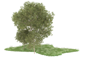 Realistic forest isolated on transparent background. 3d rendering - illustration png