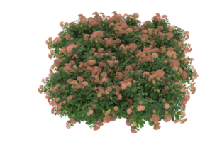 Realistic foliage isolated on transparent background. 3d rendering - illustration png