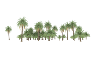 Palm trees isolated on transparent background. 3d rendering - illustration png