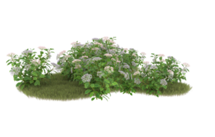 Realistic foliage isolated on transparent background. 3d rendering - illustration png