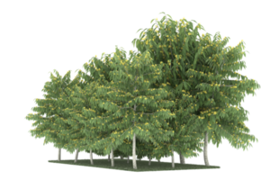 forêt réaliste isolée sur fond transparent. rendu 3d - illustration png