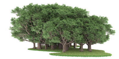 forêt réaliste isolée sur fond transparent. rendu 3d - illustration png