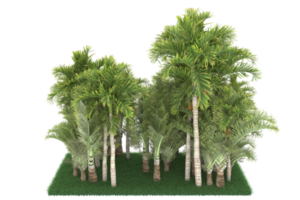 Palm trees isolated on transparent background. 3d rendering - illustration png