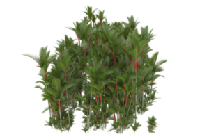 Palm trees isolated on transparent background. 3d rendering - illustration png