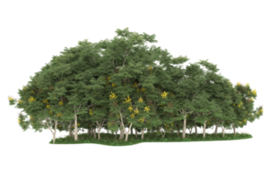 realistico foresta isolato su trasparente sfondo. 3d interpretazione - illustrazione png