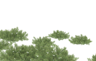 Realistic foliage isolated on transparent background. 3d rendering - illustration png