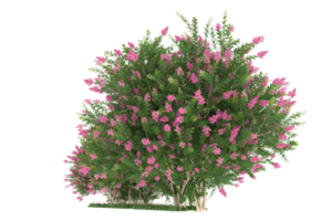 Realistic forest isolated on transparent background. 3d rendering - illustration png