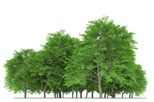 Realistic forest isolated on transparent background. 3d rendering - illustration png