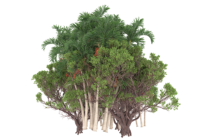 palma alberi isolato su trasparente sfondo. 3d interpretazione - illustrazione png