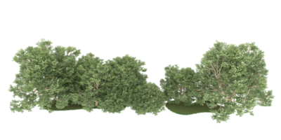 Realistic forest isolated on transparent background. 3d rendering - illustration png