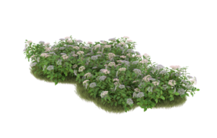 Realistic foliage isolated on transparent background. 3d rendering - illustration png