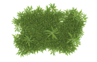 Realistic foliage isolated on transparent background. 3d rendering - illustration png