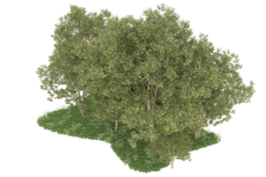 Realistic forest isolated on transparent background. 3d rendering - illustration png