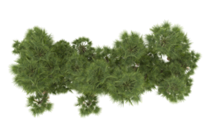 palm bomen geïsoleerd Aan transparant achtergrond. 3d renderen - illustratie png