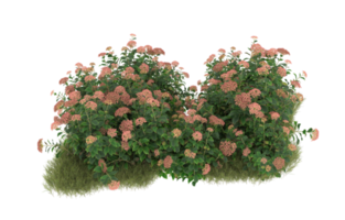 Realistic foliage isolated on transparent background. 3d rendering - illustration png