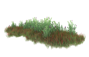 Realistic foliage isolated on transparent background. 3d rendering - illustration png