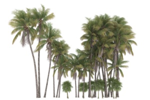 Palm trees isolated on transparent background. 3d rendering - illustration png