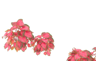 Realistic foliage isolated on transparent background. 3d rendering - illustration png