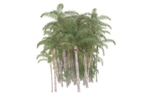 Palm trees isolated on transparent background. 3d rendering - illustration png