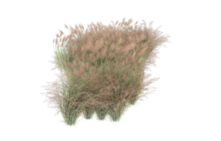 Realistic foliage isolated on transparent background. 3d rendering - illustration png