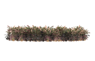 Realistic foliage isolated on transparent background. 3d rendering - illustration png