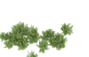 Realistic foliage isolated on transparent background. 3d rendering - illustration png