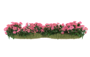 Realistic foliage isolated on transparent background. 3d rendering - illustration png