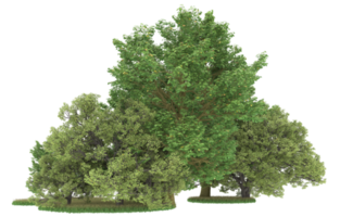 Realistic foliage isolated on transparent background. 3d rendering - illustration png