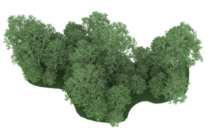 realistico foresta isolato su trasparente sfondo. 3d interpretazione - illustrazione png