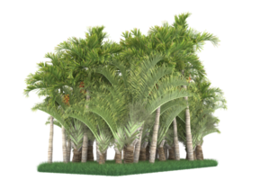 Palm trees isolated on transparent background. 3d rendering - illustration png