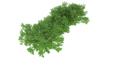 realistischer wald lokalisiert auf transparentem hintergrund. 3D-Rendering - Abbildung png