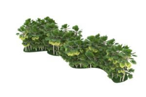 palm bomen geïsoleerd Aan transparant achtergrond. 3d renderen - illustratie png