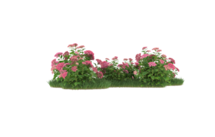 Realistic foliage isolated on transparent background. 3d rendering - illustration png