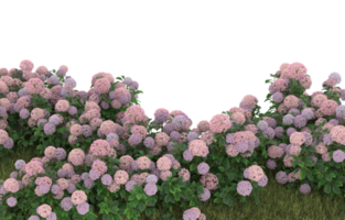 Realistic foliage isolated on transparent background. 3d rendering - illustration png