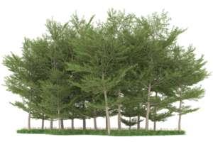 Realistic forest isolated on transparent background. 3d rendering - illustration png