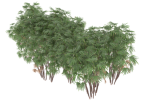 palm bomen geïsoleerd Aan transparant achtergrond. 3d renderen - illustratie png