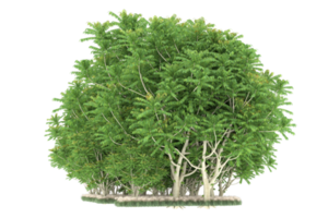 forêt réaliste isolée sur fond transparent. rendu 3d - illustration png